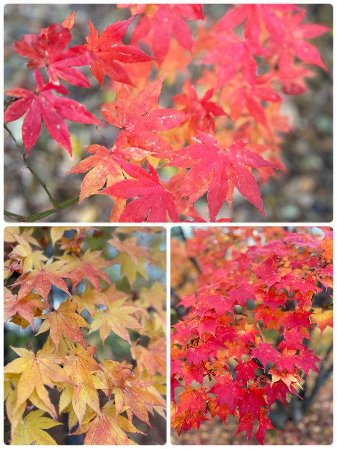 紅葉